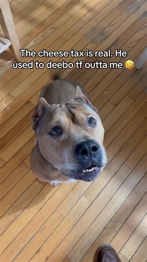 Eddie N Chooch on Instagram: "Used to take my lunch off of me 😂"