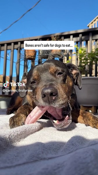 Safe Bones for Dogs: Which Bones to Feed and Which to Avoid
