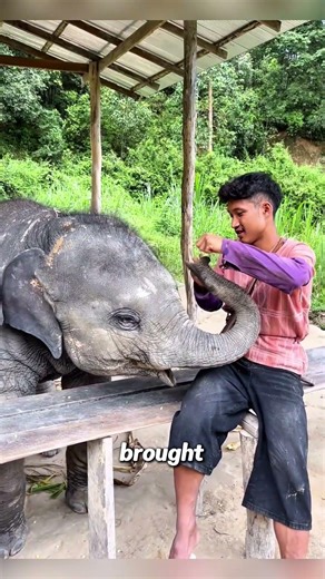 The baby elephant and its keeper live a loving life#babyelephant #adoreble #babyanimal #cute #funny