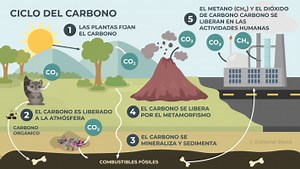 Conociendo el ciclo del carbono