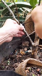 Air layering using water as root media. #fblifestyle #airlayering #grafting #graftingtechnique #graftingplant | Grafting Techniques