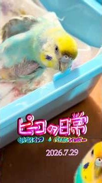 ピーコの日常〜7.29宮本笑里プレイズ🎻E.エルガー💖愛のあいさつ🦜✨💖