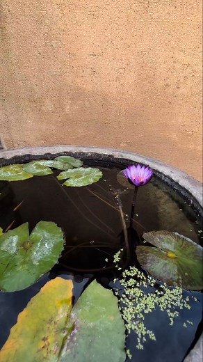 Part 6: A beautiful water lily, Genus Nymphaea at Huntington Botanical Garden