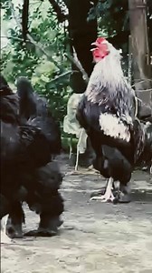 Beautiful Fancy Chicken | Cute & Colorful Poultry