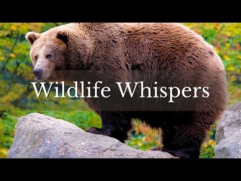 Peaceful Forest Ambience | Relaxing Acoustic Guitar & Nature Sounds (4.5 Hours)