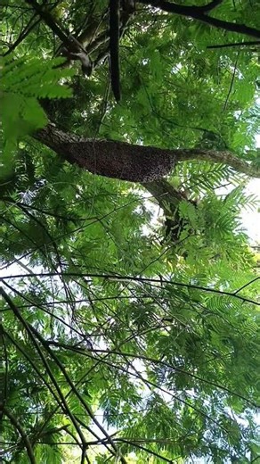 Tracking Wild Bees to Their Hidden Nest 🐝🔍