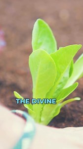 ✨The MATRIX is farming you! A raw vegan diet helps you achieve spiritual sovereignty and freedom. You must feel the interconnected nature of everything! When you feel the connection to the animals you do not want to eat them. This is the path of awakening. ✨Humanity is waking up in the Matrix. Some wake up sooner than others. But it is inevitable that all humans of the future will eat primarily raw vegan. ✨You might as well start now and feel the divine power life force rushing through your vein