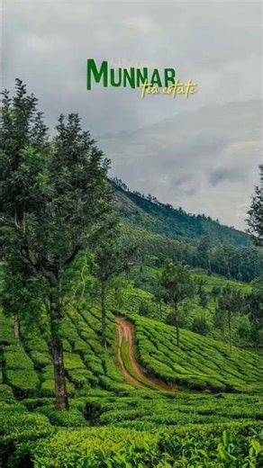otty one of the best hill station on india #travel #tour #otty #munnar #hillstation