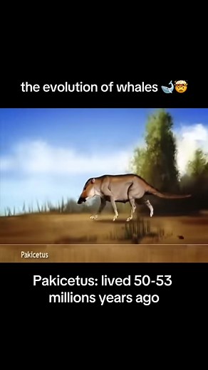 Whale Evolution: From Land to Sea