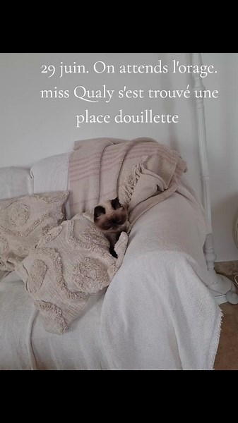 Vidéos de exoticshorthairfrance (@exoticshorthairfrance) avec son original - Vanille