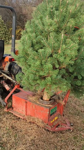 So every year we get asked about if pests can be hiding in your tree. While we do take measures throough out the year to control for unwelcomed guests in our christmas, we use a machine called a Howey Christmas Tree Shaker after we cut our trees. This machine shakes the Christmas Tree excessively so that if there are any pests on the tree they will be removed. | McMeekin Christmas Trees