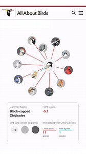 559 reactions · 137 shares | Have you ever seen birds squabble at a...