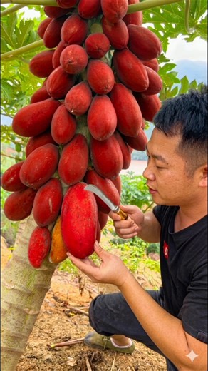 Enjoy Beautiful Red Papaya 🥑