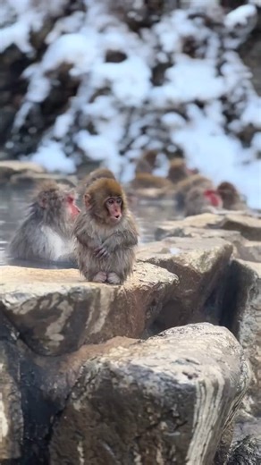 Monkey Spa – Thermal Waters in Japan 🐒♨️ Ever seen pure relaxation? Meet Japan’s snow monkeys. When winter hits, they head straight to their natural hot springs for a daily soak—like a spa day that never ends. Steam rises, snow falls, and these clever macaques just close their eyes and vibe. They even have a social hierarchy for the best seats in the bath. 🧠 Proof that stress relief isn’t just human—it’s primal. 💥 Discover nature’s quirks and wild intelligence at www.scienceb-tch.com 💬 Who w