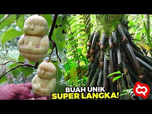 It Has a Strange Shape! This is a Unique and Rare Fruit That's Little Known, and You Must Try It.