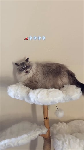 Nimbus ☁️ on Instagram: "He has a talent for talking to walls . . #cat #siberiancat #nimbus #zoomies #funnycats"