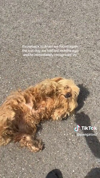 Reuniting with Our Lost Dog After Two Years