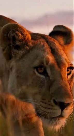 Lioness Hunt at Dawn | Wildebeest Chase & Kill in 4K African Savanna #4kwildlife