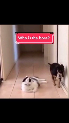 Animalguard on TikTok