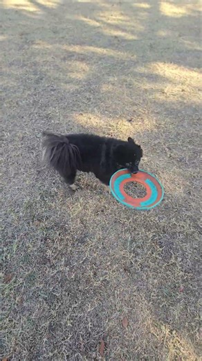 at the park with the Frisbee Barney and a kite