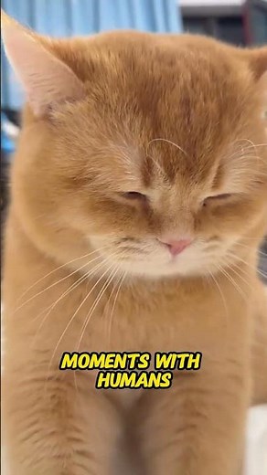 Why Cats Purr | The Hidden Meaning of Cat Purring