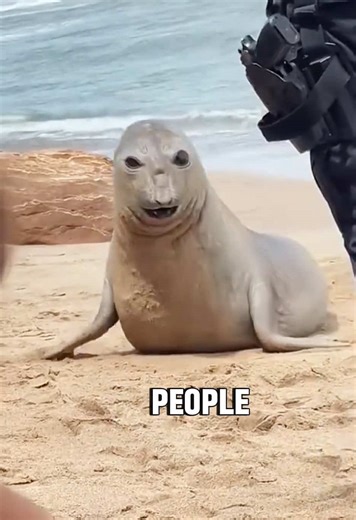 Adorable and Funny Seals in Action