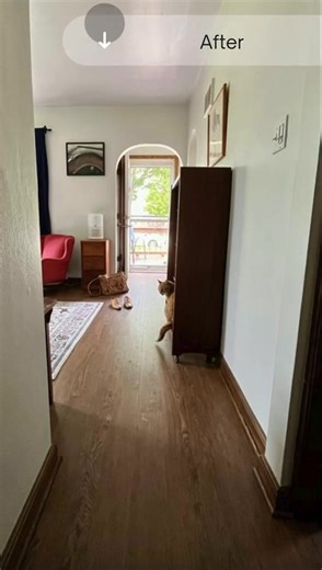 Luxury Vinyl Plank comes in a wide array of styles and colors—and it’s very durable, easily standing up to high foot traffic. Check out this before-and-after upgrade from carpet in this entry to Northwoods Oak from COREtec. Unlike carpet, LVP is less likely to trap odors, including those from pets. We think this cat would agree—LVP flooring was definitely the right choice for this home! #LVPflooring #FloorCoveringsInternational #upgrade | Floor Coverings International