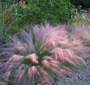 Undaunted Ruby Muhly Grass - Plant Guide