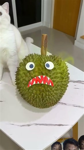 The evil durian was chasing me 😵💫#cat #cats
