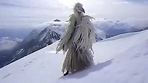 Erosion Bird / Opium Bird | Know Your Meme