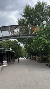 The breathtaking views at Big Cat Crossing never get old🐾 🐅 Our Zoo360 exploration trails allow animals like our Amur tigers to travel and investigate sights, sounds and smells from around the Zoo! | Philadelphia Zoo