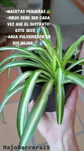 Por Qué le Dicen "Mala Madre" a esta Planta (Te Sorprenderá)