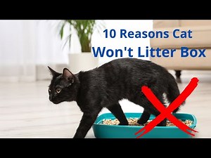 10 Reasons Why Cat Won't Litter Box