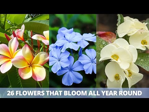 26 Flowers that Bloom All Year Round | Permanent Flowering Plants in India