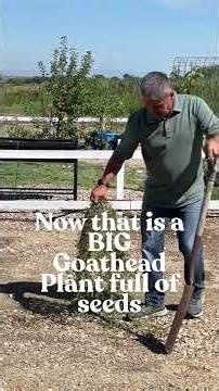 Quick tips for getting rid of Goatheads, Sticker Burrs & Puncture Vines! #thegoatheadroller