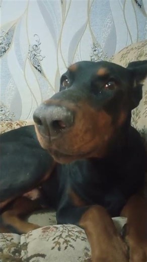 Annoyed Whining, Howling & Vocal Dog Sounds ASMR Doberman