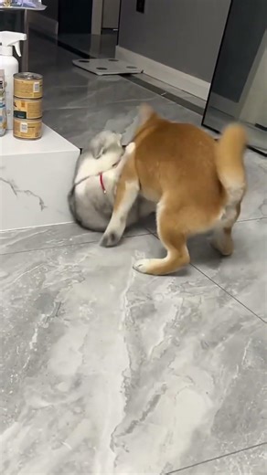 Cats flinch at their own reflection in glass 🤪 #cat #fyp #viral #funny