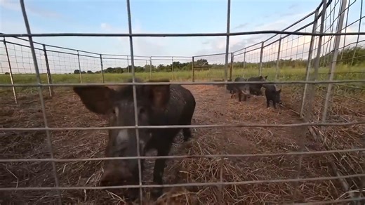 8.4K views · 124 reactions | Another intense night in the field as 11 destructive wild hogs are successfully trapped. See the strategy, the setup, and the moment the gates drop on these crop-raiding pests. #WildHogTrapping #PestControl #FarmLife | Ellen Roman | Facebook