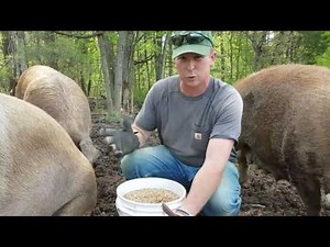 Overseeding paddocks. Put your pigs to work!