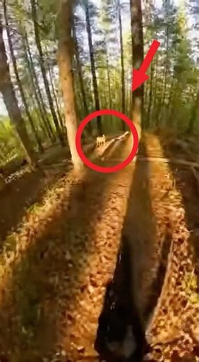 GoPro POV: Cyclist Follows Baby Deer and Makes a Life-Saving Discovery #animallovers #shortsfeed
