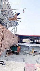 144K views · 2.7K reactions | This dog can fly! | People's Daily, China | Facebook