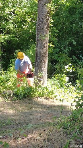 Taking Down a LARGE Tree #TreeRemovalProject #ChainsawSkills #TreeFellingWork #OutdoorCleanup | Tony's Tractor Adventure Homestead
