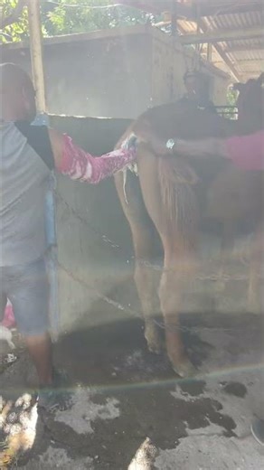 Breeding season Race horse Doctor on site #horse #horseracing #horseraces #roadto5k