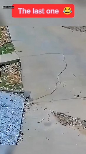 Animal cute 💚🩷🩵💜 (318) 🐶🐾🐱 #DogHumor #TryNotToLaugh #FunnyDogs #DogFails #Paw-someComedy #CanineComedy #LaughingDogs #DogMemes #PetHumor #FurryFunnies | Arnel Porcadilla Jr.