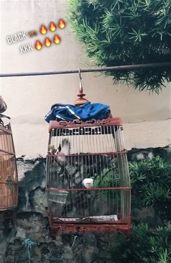 Merbah Jambul Siam #MJ #merbah #jambul #merbahjambul #burung #bird #siam #titok #like #malaysia #fire #black #tiger #love #k #nature #singing #3years