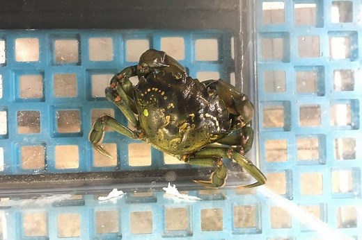 European green crab - Invasive Species Council of British Columbia