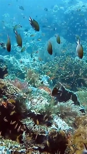 New Species Alert_ Meet The Nightmarish Sharks! Brightside Shorts