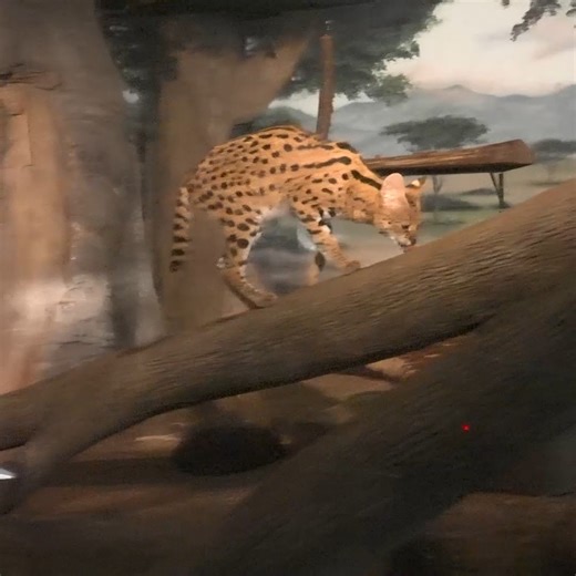 Servals have the largest ears relative to body size of any wild cat. This helps servals pick up even the tiniest sounds—perfect for spotting sneaky prey like rodents in the wild! 🐾 Visit all the cats in Florence Mila Borchert Big Cat Country on your visit today! We are open from 9:30am-4:30pm. Buy your tickets online and save➡️https://bit.ly/mkezootix | Milwaukee County Zoo