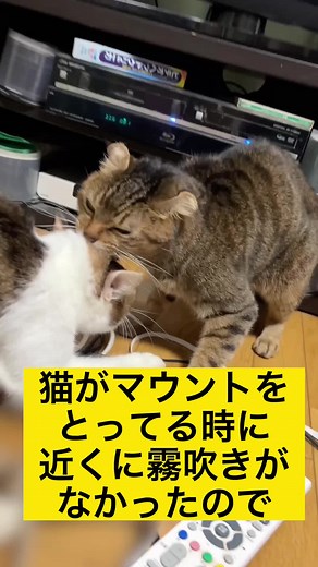 Understanding Cat Mounting Behavior: What Owners Need to Know