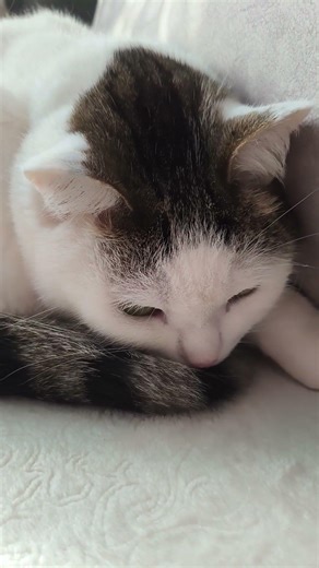 #рекомендации #cat #обзор #красиваякошка #веселыекоты #прикольныекоты #видосыоткота #кот #котик